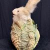 Rabbit in a Cabbage side
