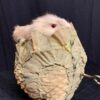 Rabbit in a Cabbage Down
